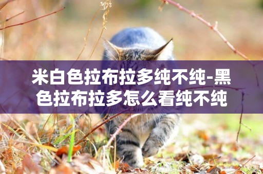 米白色拉布拉多純不純-黑色拉布拉多怎么看純不純