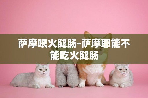 薩摩喂火腿腸-薩摩耶能不能吃火腿腸