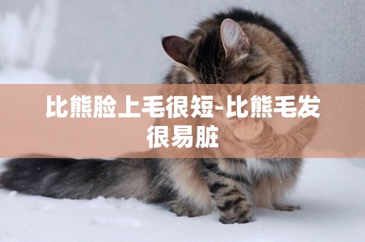 比熊臉上毛很短-比熊毛發很易臟