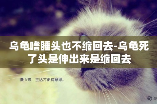 烏龜嗜睡頭也不縮回去-烏龜死了頭是伸出來是縮回去