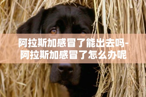 阿拉斯加感冒了能出去嗎-阿拉斯加感冒了怎么辦呢