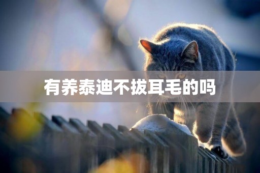 有養泰迪不拔耳毛的嗎