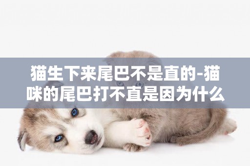 貓生下來尾巴不是直的-貓咪的尾巴打不直是因為什么