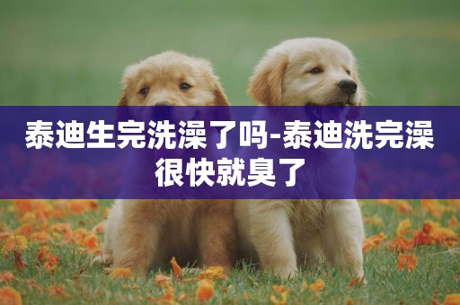 泰迪生完洗澡了嗎-泰迪洗完澡很快就臭了