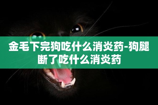 金毛下完狗吃什么消炎藥-狗腿斷了吃什么消炎藥