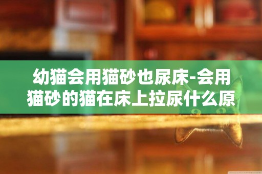 幼貓會用貓砂也尿床-會用貓砂的貓在床上拉尿什么原因