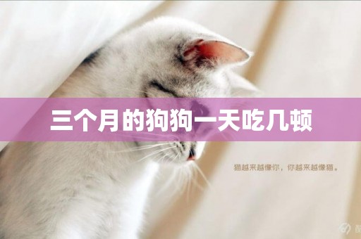 三個月的狗狗一天吃幾頓