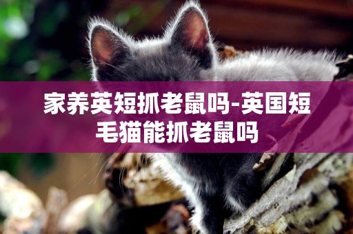 家養英短抓老鼠嗎-英國短毛貓能抓老鼠嗎