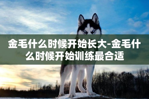 金毛什么時候開始長大-金毛什么時候開始訓練最合適