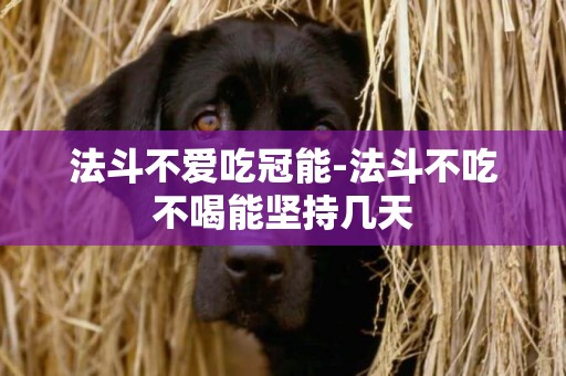 法斗不愛吃冠能-法斗不吃不喝能堅持幾天