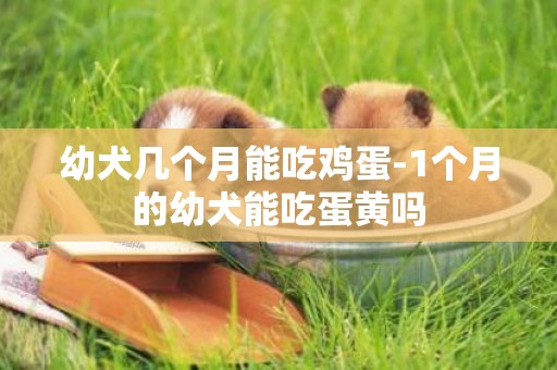幼犬幾個月能吃雞蛋-1個月的幼犬能吃蛋黃嗎