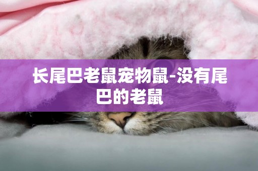 長尾巴老鼠寵物鼠-沒有尾巴的老鼠