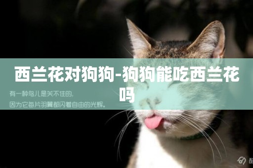 西蘭花對狗狗-狗狗能吃西蘭花嗎