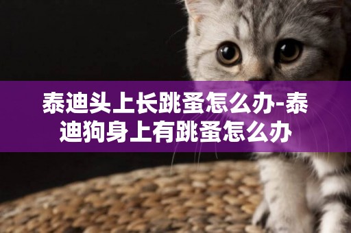 泰迪頭上長跳蚤怎么辦-泰迪狗身上有跳蚤怎么辦