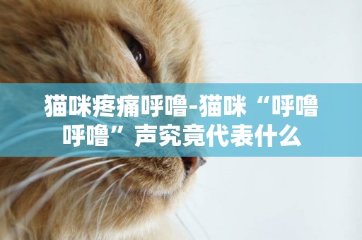 貓咪疼痛呼嚕-貓咪“呼嚕呼嚕”聲究竟代表什么