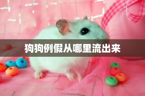狗狗例假從哪里流出來