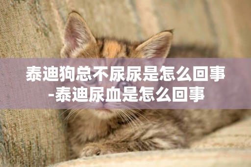 泰迪狗總不尿尿是怎么回事-泰迪尿血是怎么回事