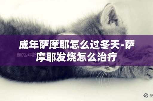 成年薩摩耶怎么過冬天-薩摩耶發燒怎么治療
