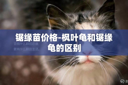 鋸緣苗價格-楓葉龜和鋸緣龜的區別