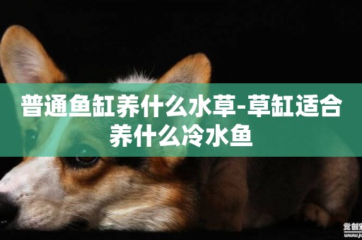 普通魚缸養什么水草-草缸適合養什么冷水魚