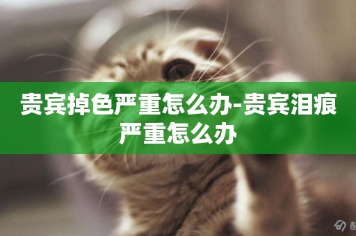 貴賓掉色嚴重怎么辦-貴賓淚痕嚴重怎么辦