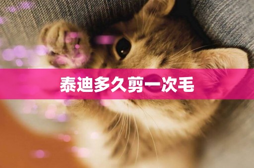 泰迪多久剪一次毛