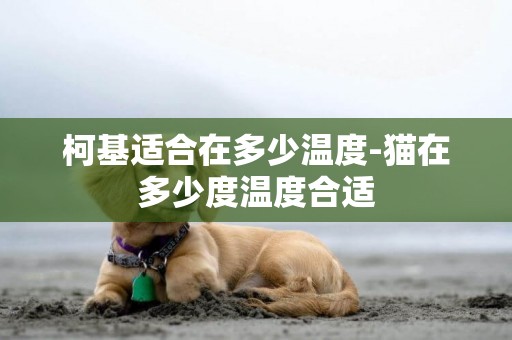 柯基適合在多少溫度-貓在多少度溫度合適
