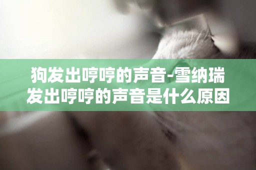 狗發出哼哼的聲音-雪納瑞發出哼哼的聲音是什么原因