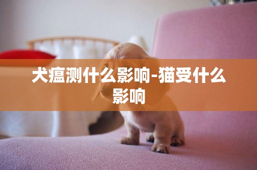 犬瘟測什么影響-貓受什么影響