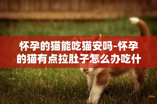 懷孕的貓能吃貓安嗎-懷孕的貓有點拉肚子怎么辦吃什么藥