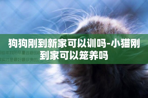 狗狗剛到新家可以訓嗎-小貓剛到家可以籠養嗎