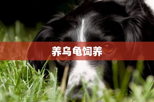 養烏龜飼養