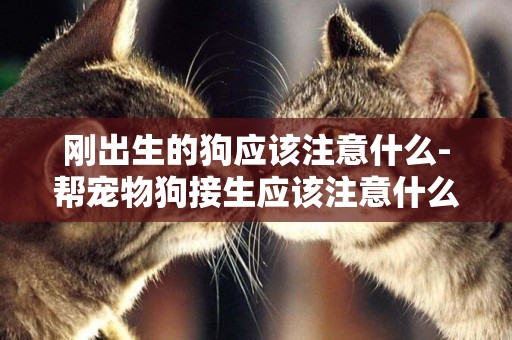 剛出生的狗應該注意什么-幫寵物狗接生應該注意什么
