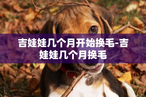 吉娃娃幾個月開始換毛-吉娃娃幾個月換毛