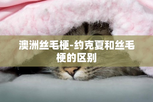 澳洲絲毛梗-約克夏和絲毛梗的區別