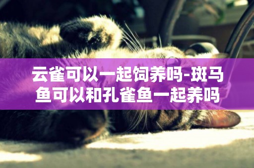 云雀可以一起飼養嗎-斑馬魚可以和孔雀魚一起養嗎