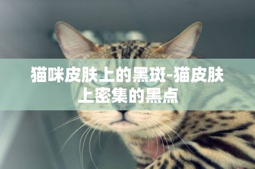 貓咪皮膚上的黑斑-貓皮膚上密集的黑點
