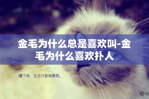 金毛為什么總是喜歡叫-金毛為什么喜歡撲人