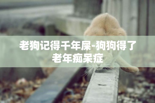 老狗記得千年屎-狗狗得了老年癡呆癥