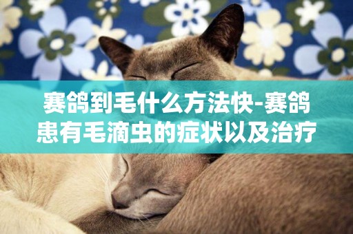 賽鴿到毛什么方法快-賽鴿患有毛滴蟲的癥狀以及治療方式