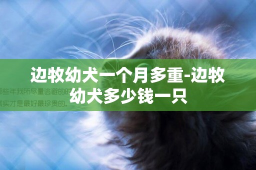 邊牧幼犬一個月多重-邊牧幼犬多少錢一只