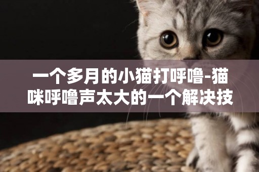 一個多月的小貓打呼嚕-貓咪呼嚕聲太大的一個解決技巧