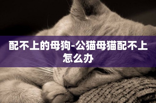 配不上的母狗-公貓母貓配不上怎么辦