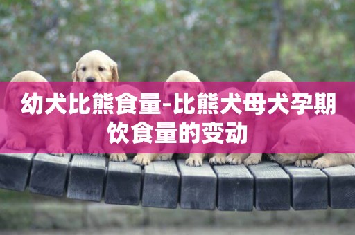 幼犬比熊食量-比熊犬母犬孕期飲食量的變動