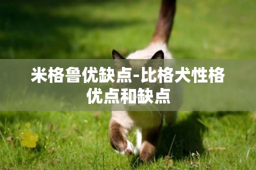 米格魯優缺點-比格犬性格優點和缺點
