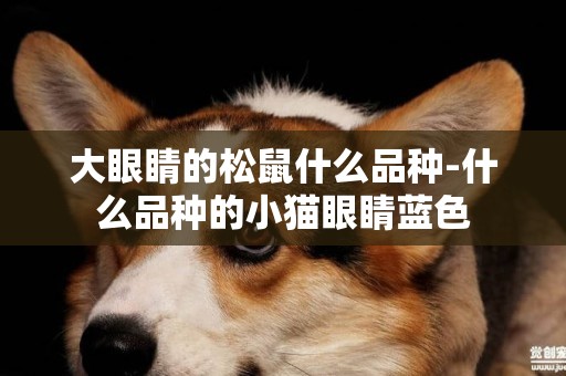 大眼睛的松鼠什么品種-什么品種的小貓眼睛藍色