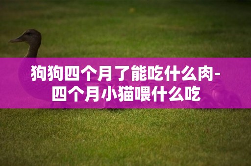 狗狗四個月了能吃什么肉-四個月小貓喂什么吃