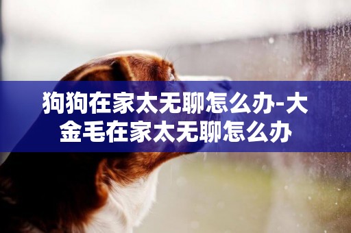 狗狗在家太無聊怎么辦-大金毛在家太無聊怎么辦
