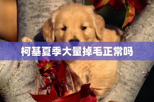 柯基夏季大量掉毛正常嗎