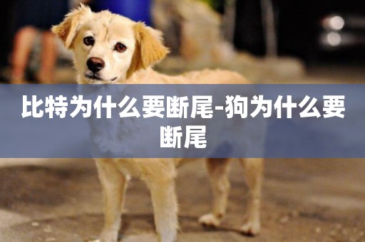 比特為什么要斷尾-狗為什么要斷尾